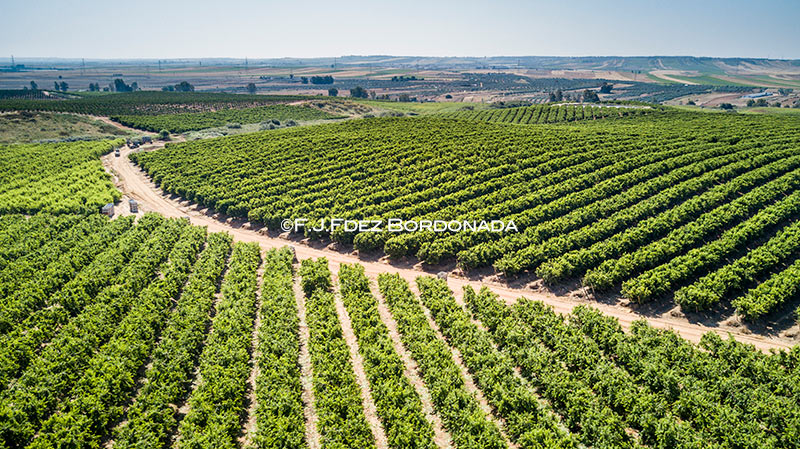 filmacion-aerea-agricultura2